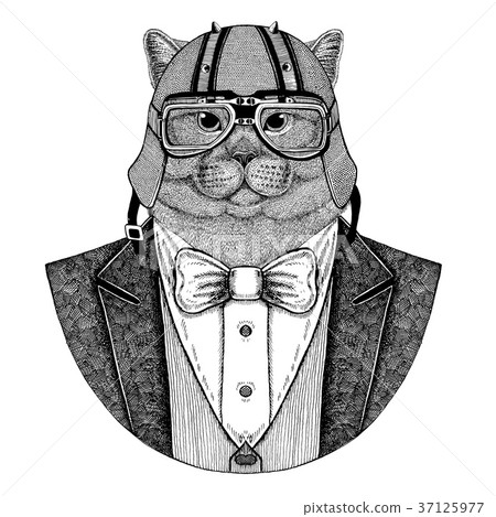 Brithish cat. Elegant animal. Animal wearing Brithish cat. Elegant animal. Animal wearing 37125977