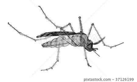 mosquito in wire carcass mosquito in wire carcass 37126199