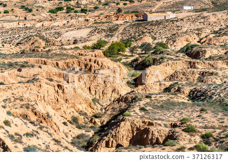 Typical Tunisian landscape in the Medenine Typical Tunisian landscape in the Medenine 37126317