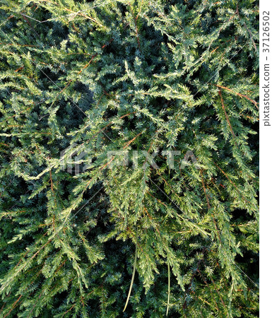 Cypress background dark green color Cypress background dark green color 37126502