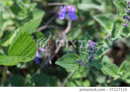 荊芥毛皮Seni花蕾 37127119