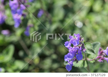 荊芥裘皮塞尼花 37127120