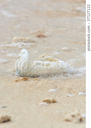 宮古島/海貝殼 37127122