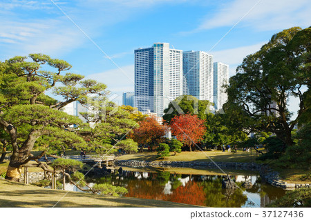 Autumn Leaves Of Hamarikyu Enshi Park Stock Photo