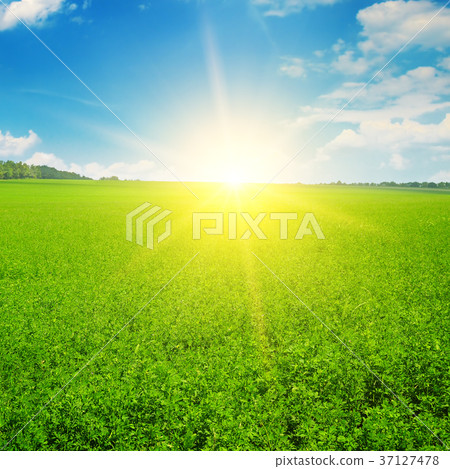 Green field and sun rise in the blue sky. 37127478