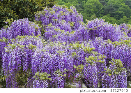 紫色紫藤花 紫色紫藤花 37127940