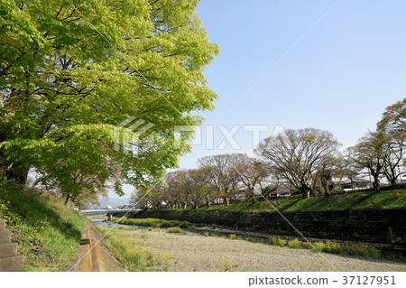 淀川排列的樹木 淀川排列的樹木 37127951
