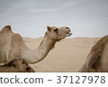 Camel camel 37127978