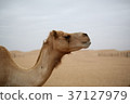 Camel camel 37127979