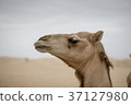 Camel camel 37127980