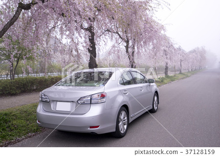 Weeping cherry blossoms of 1000 bloom on the promenade about 3 km of fantastic cherry blossom tree-lined trees of the daytime line commemorative bicycle pedestrian road covered with fog Weeping cherry blossoms of 1000 bloom on the promenade about 3 km of fantastic cherry blossom tree-lined trees of the daytime line commemorative bicycle pedestrian road covered with fog 37128159