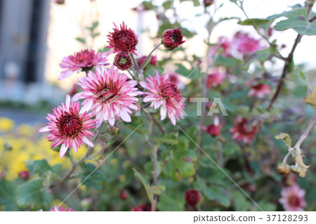 Red autumn flowers Red autumn flowers 37128293