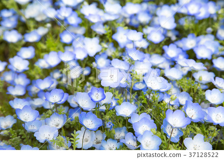 Nemophila花園 Nemophila花園 37128522
