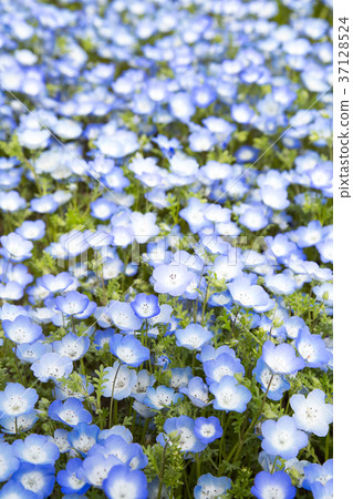 Nemophila花園 Nemophila花園 37128524