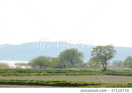 Lake Inawashiro, the symbol area of Fukushima Prefecture, is the fourth largest in Japan. Calm lakeside 37128718