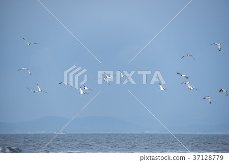 Black-headed stilt, Yubudo, Chungnam Black-headed stilt, Yubudo, Chungnam 37128779