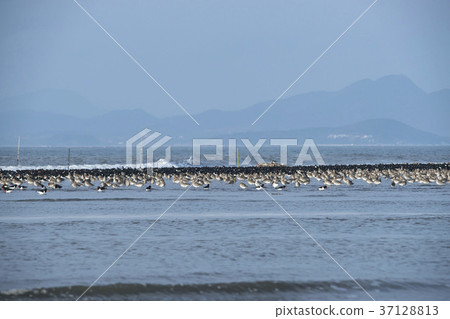Black-headed stilt, Yubudo, Chungnam Black-headed stilt, Yubudo, Chungnam 37128813