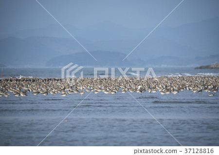 Black-headed stilt, Yubudo, Chungnam Black-headed stilt, Yubudo, Chungnam 37128816
