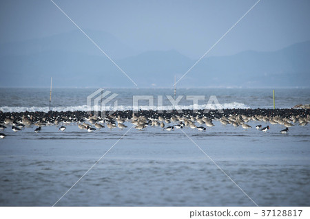 Black-headed stilt, Yubudo, Chungnam 37128817