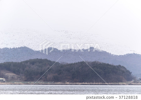 Gachang Duck, Geumgang, Seocheon-gun, Chungnam Gachang Duck, Geumgang, Seocheon-gun, Chungnam 37128818