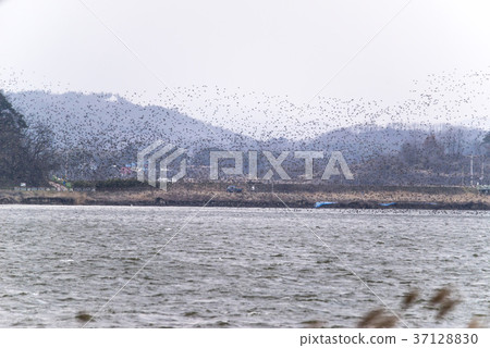 Gachang Duck, Geumgang, Seocheon-gun, Chungnam Gachang Duck, Geumgang, Seocheon-gun, Chungnam 37128830