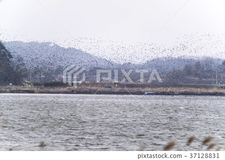 Gachang Duck, Geumgang, Seocheon-gun, Chungnam 37128831