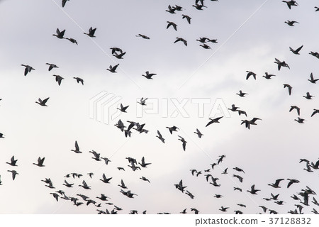 Gachang Duck, Geumgang, Seocheon-gun, Chungnam 37128832