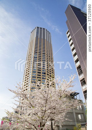 中目黑站周圍的風景 中目黑站周圍的風景 37128980