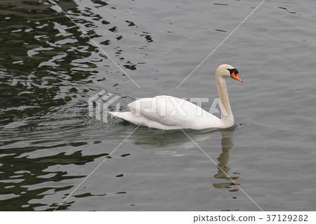Swim Swan bay beside water lake Switzerland bird 37129282