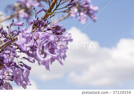 Jacaranda flowers are on blue sky background Jacaranda flowers are on blue sky background 37129359