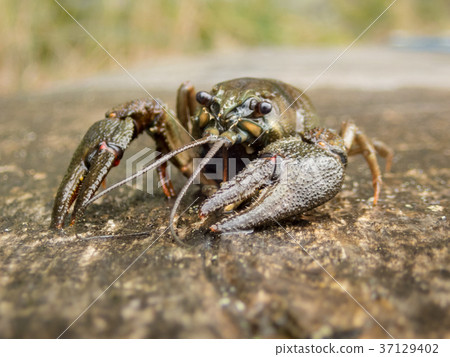 European crayfish with rugged claws 37129402