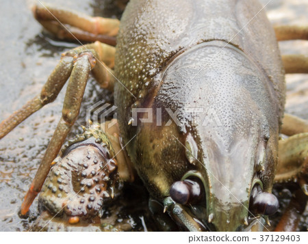 European crayfish with species-specific spike on 37129403