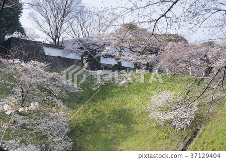 Sakura的Tayasumon東京/ Kitanomaru公園 37129404