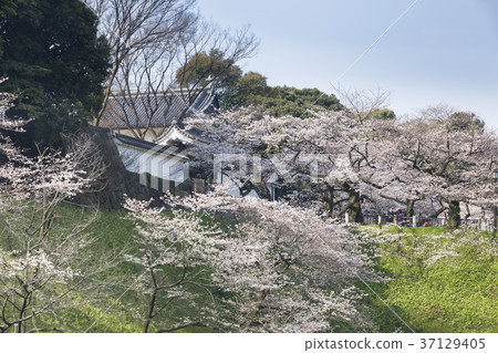 Sakura的Tayasumon東京/ Kitanomaru公園 37129405