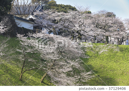 Sakura的Tayasumon東京/ Kitanomaru公園 37129406