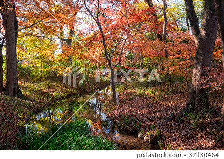 京都shimogamo寺廟秋葉在京都森林裡 照片素材 圖片 圖庫