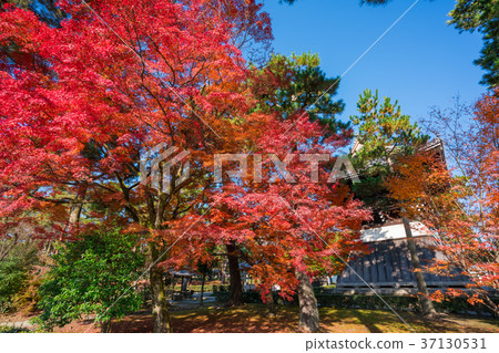 Autumn leaves of Kyoto Sokokuji Autumn leaves of Kyoto Sokokuji 37130531