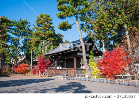 京都Aikoku-ji寺廟秋葉 37130587
