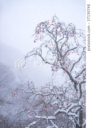 Busan, Jeongeup, Jeonbuk 37130748