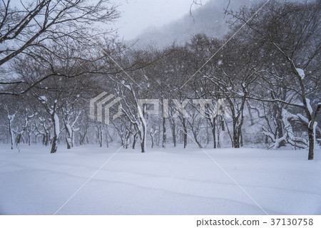 釜山，Jeongeup，全北 37130758