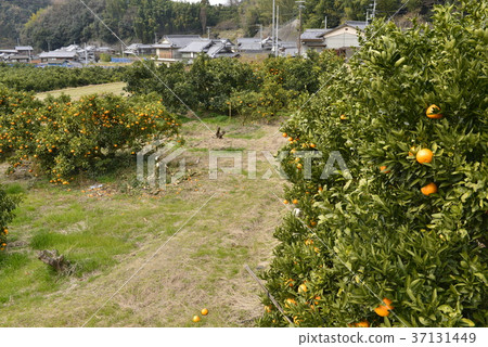 [Ehime Imabari City] Iyokan field and private house 37131449
