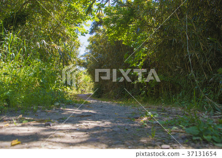 Countryside path Countryside path 37131654