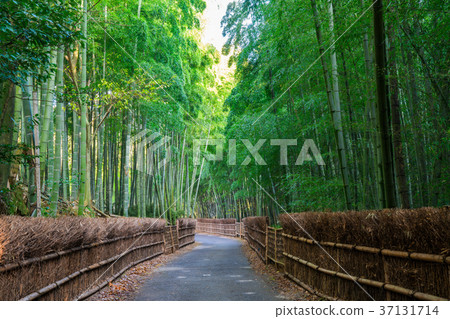 Kyoto Prefecture Mukaichi City diameter of bamboo Kyoto Prefecture Mukaichi City diameter of bamboo 37131714