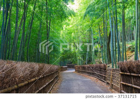 京都府Mukaichi市竹子直徑 37131715