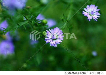 Aster's light purple flower 37131838
