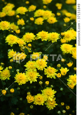 Crowded small chrysanthemum flowers Crowded small chrysanthemum flowers 37131849