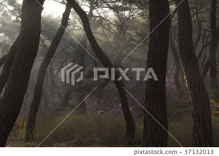 Pine, Gyeongju, Gyeongbuk 37132013