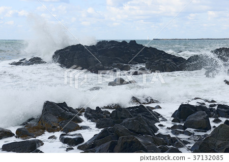 Wave of Golden Rose 37132085