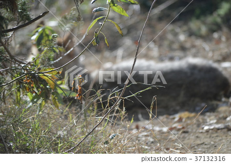 群馬的魅力 群馬的魅力 37132316