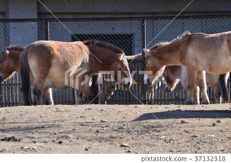 群馬的魅力 群馬的魅力 37132318